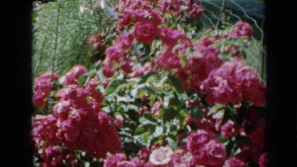 A closer view of pink roses and leafy stems beside a wire fence, captured with soft color and grain on 8mm film.