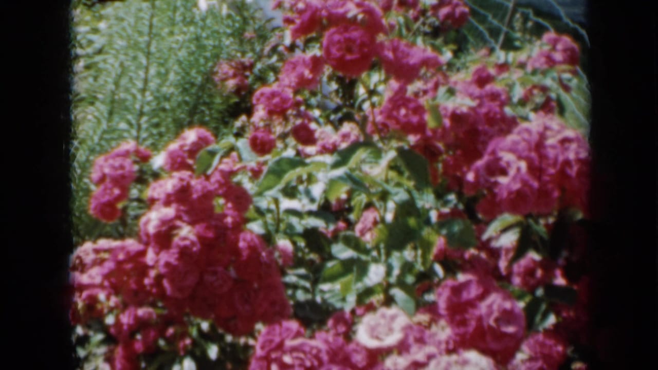 Pink roses and green foliage in a sunlit garden frame.
