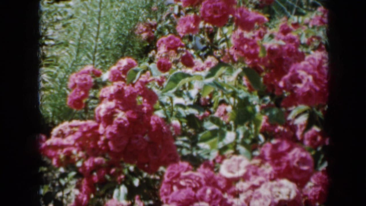 Dense pink rose bushes with leafy greenery behind them.