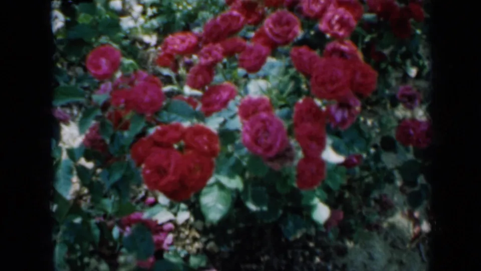 1958 Minnesota 8mm frame showing red and pink roses in a shaded garden section.