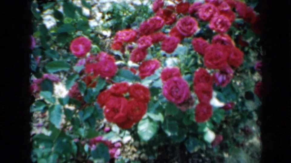 1958 Minnesota home-movie frame with red roses, pink blossoms, and sunlit green foliage.