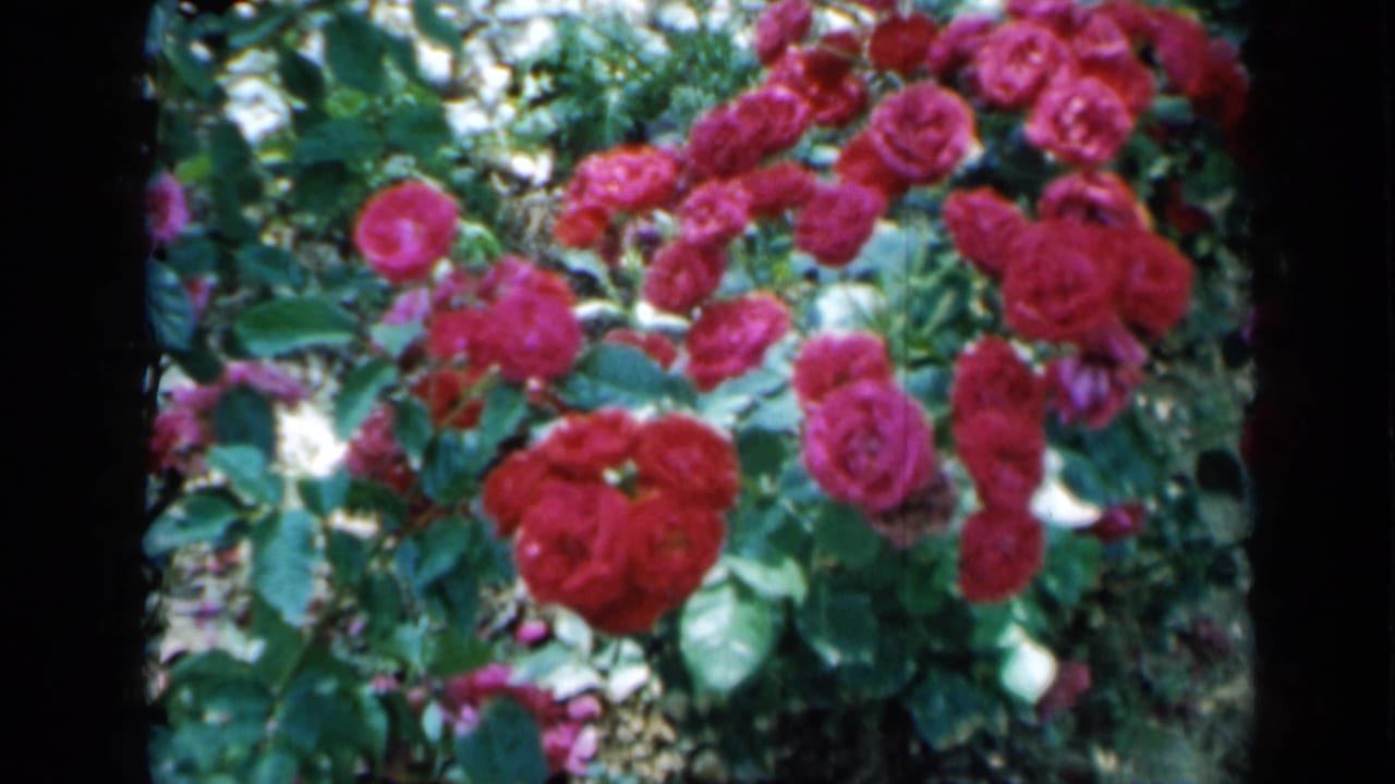 Close view of red roses and green foliage in bright garden light.