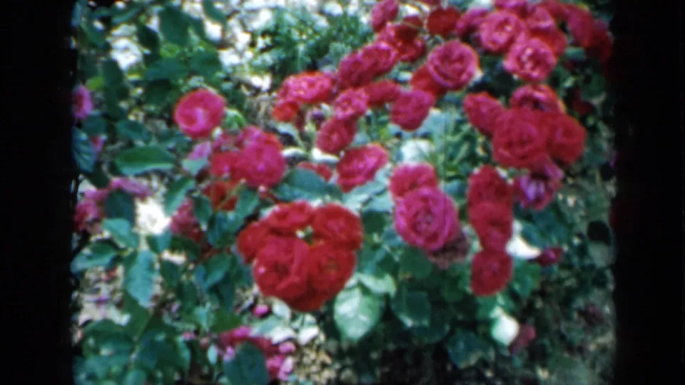 1958 Minnesota 8mm frame showing red rose clusters with green leaves in a sunlit garden.