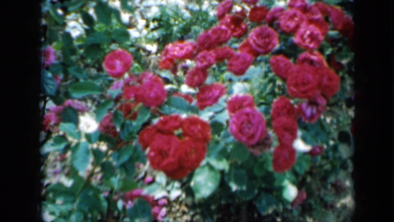 Red and pink rose bushes with leafy greenery in a sunlit garden.
