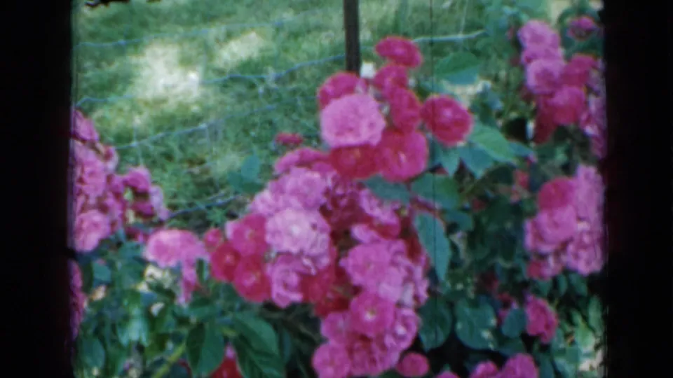 1958 Minnesota 8mm frame showing pink rose clusters with grass and a wire fence behind them.