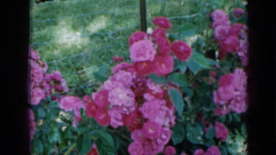 1958 Minnesota 8mm frame of rose bushes in bloom, with grass and wire fencing behind the flowers.
