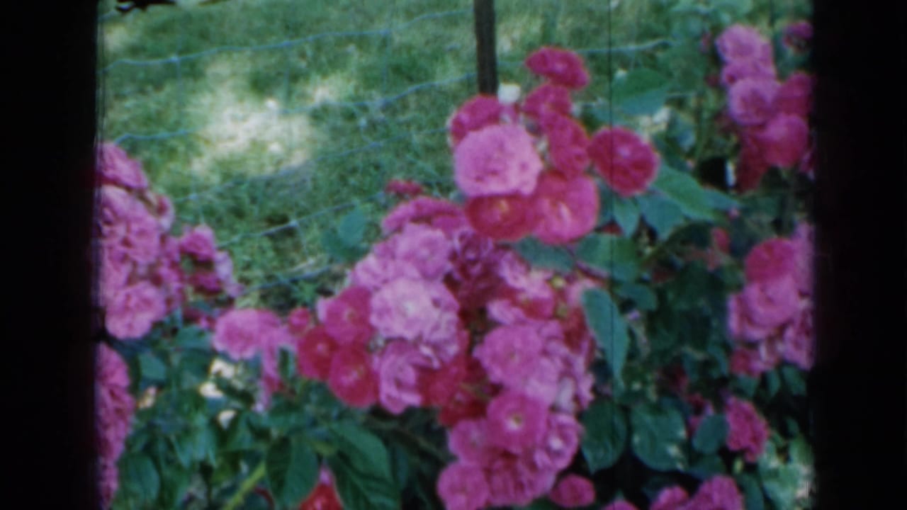 Pink rose blossoms and green foliage beside a wire fence, with dark 8mm frame borders.