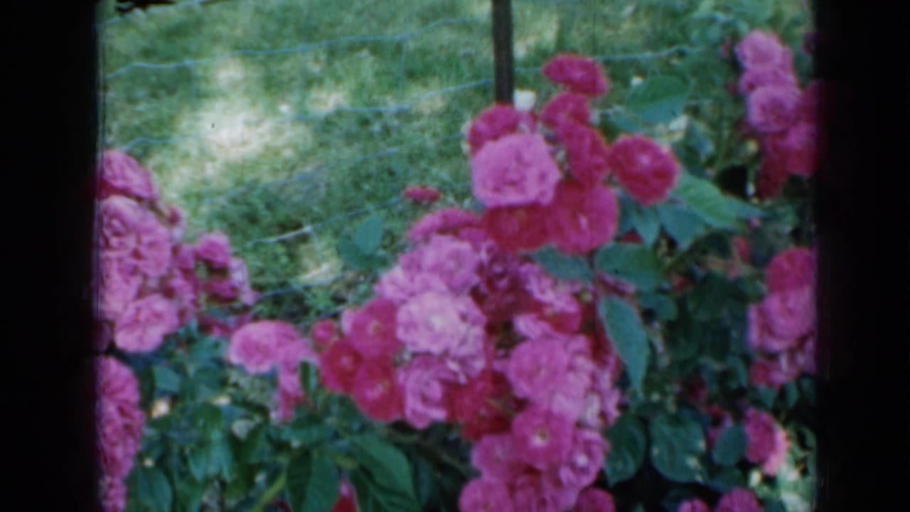 1958 Minnesota garden frame with pink rose clusters, green leaves, grass, and a wire fence in soft 8mm color.
