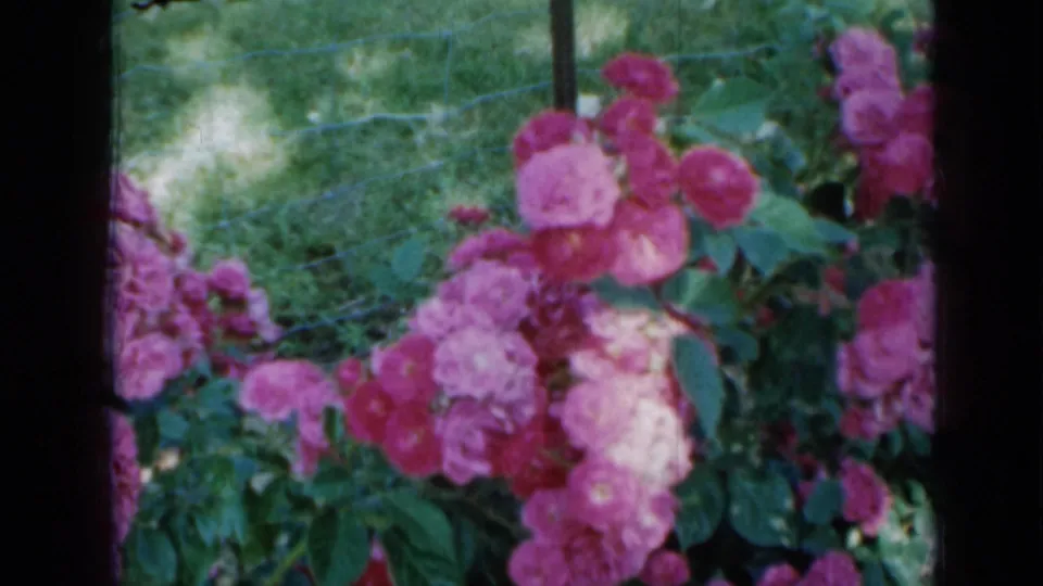 Close 8mm view of pink roses in a Minnesota garden, with green leaves, grass, and fence lines behind.