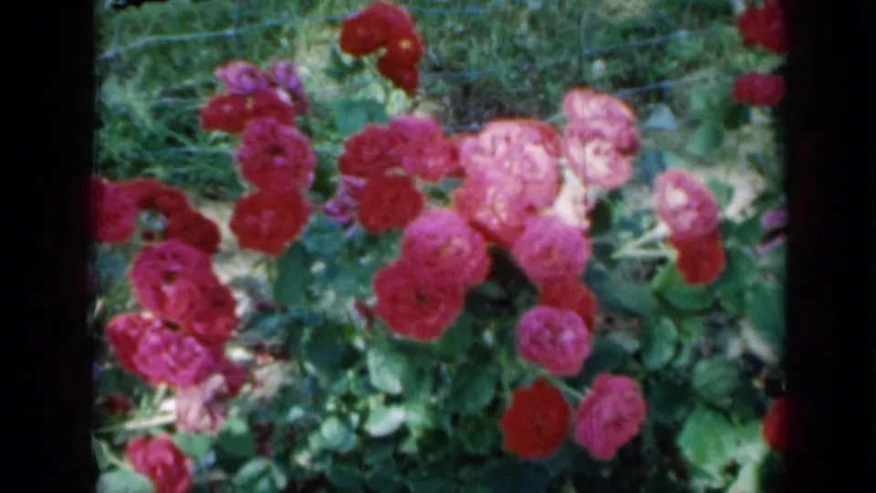 1958 Minnesota 8mm frame showing red and pink roses in bloom in a garden with grass and wire fencing.