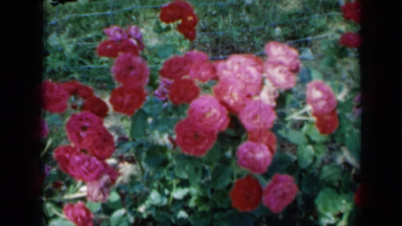 Red and pink roses blooming among green leaves with a wire fence behind them.
