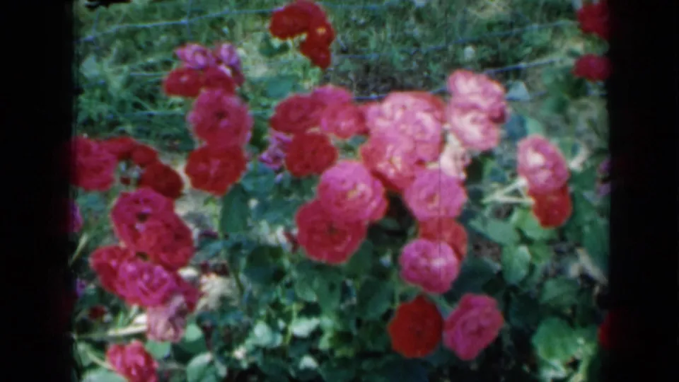1958 Minnesota 8mm frame showing red and pink roses in a garden, with green foliage and a wire fence in the background.