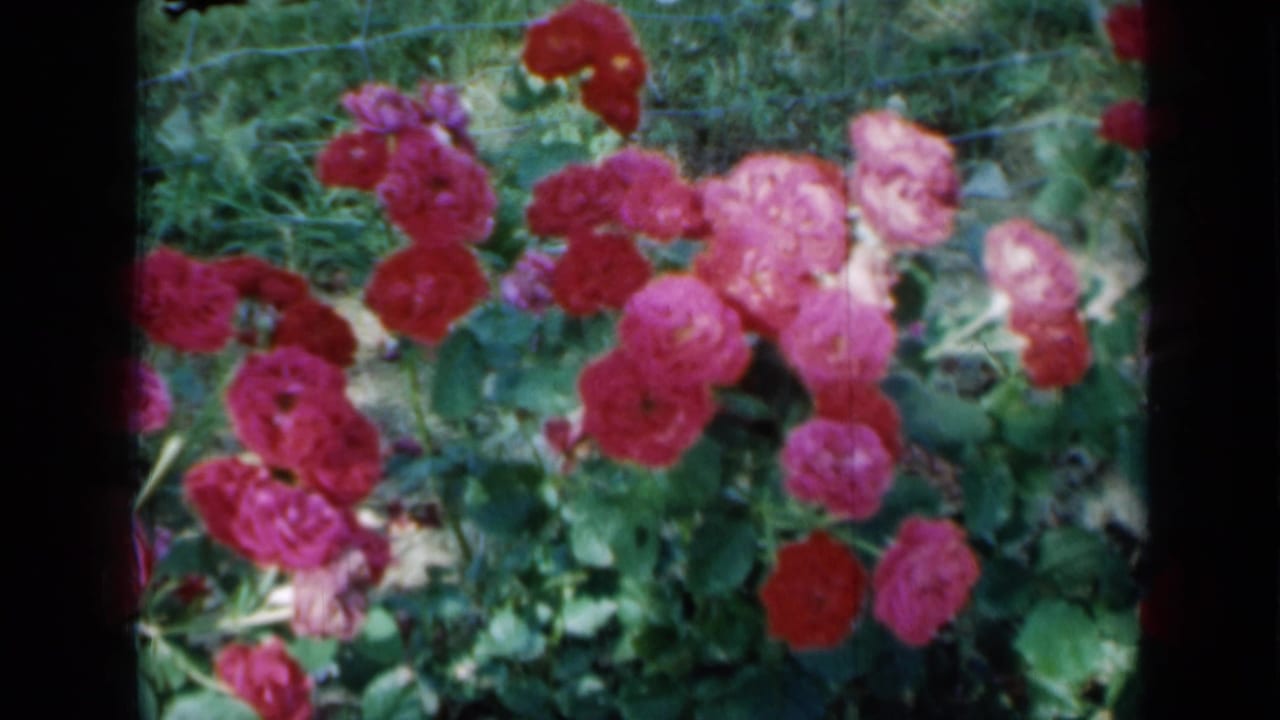 1958 Minnesota home-movie frame of clustered roses and green foliage, seen through a soft 8mm film scan with dark frame edges.