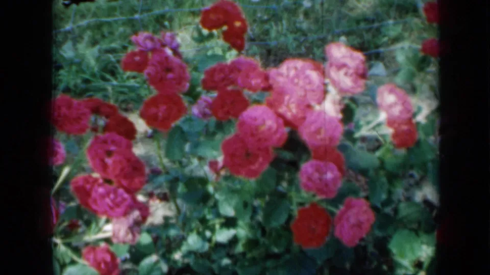 1958 Minnesota home-movie frame of clustered roses and green foliage, seen through a soft 8mm film scan with dark frame edges.