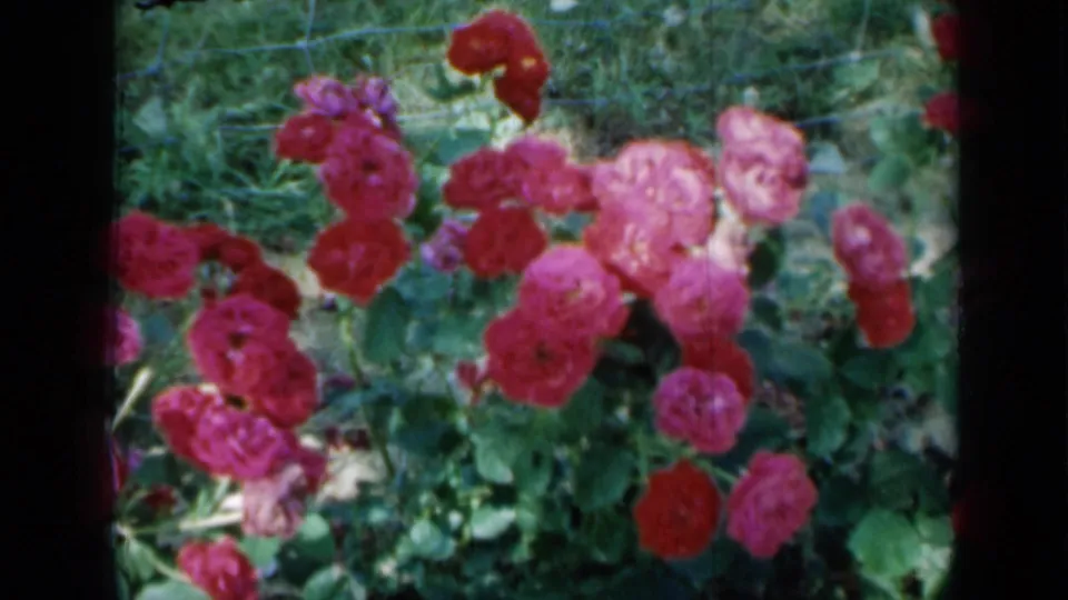 1958 Minnesota 8mm still of roses blooming in a garden bed, with soft focus, green leaves, and dark scan borders.