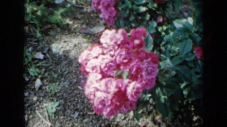 1958 Minnesota garden frame showing a pale pink rose cluster near exposed soil, with surrounding leaves and dark 8mm film borders.