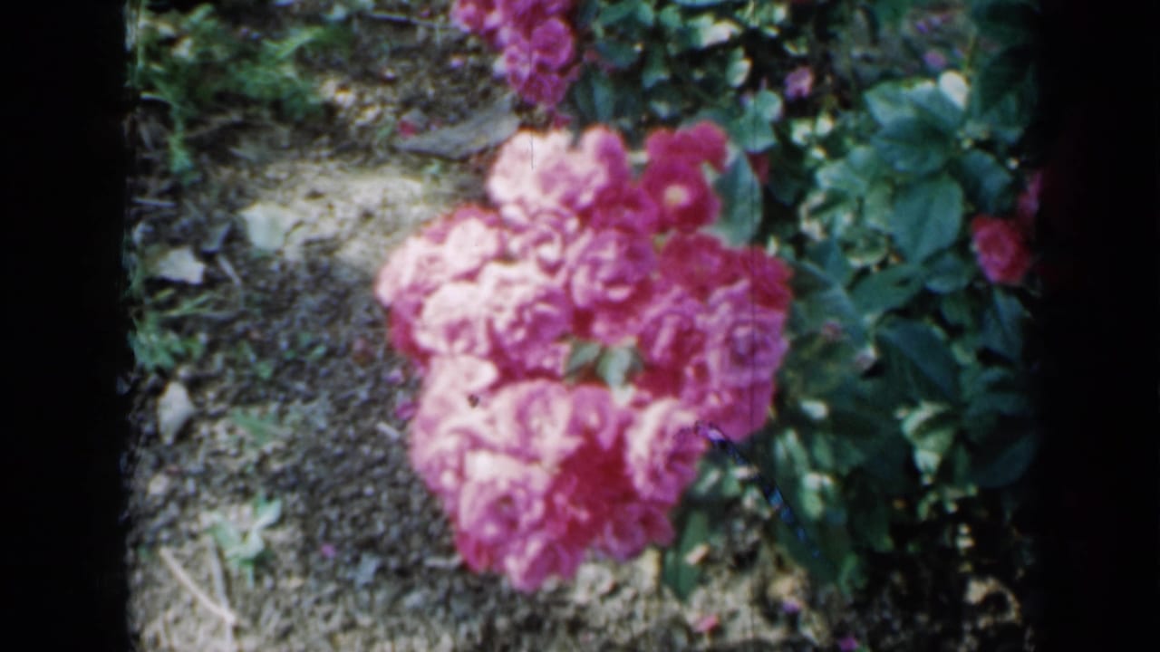 Soft-focus pink flowers and green foliage in a sunlit garden bed.