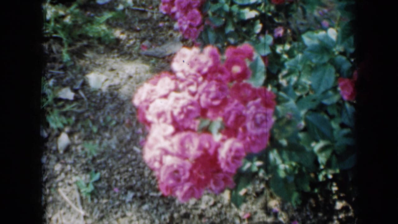 Pink flowering cluster beside green leaves and exposed garden soil.