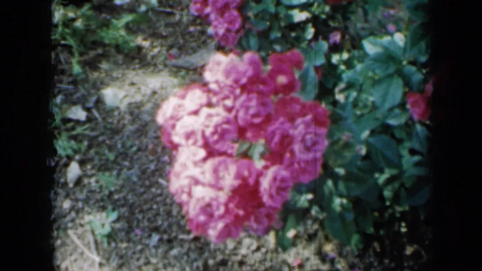 1958 Minnesota 8mm frame with soft pink blossoms, leafy growth, and patchy sun across a garden bed.