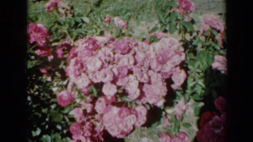 1958 Minnesota home-movie frame showing a fuller cluster of pale pink blooms with leaves and garden growth around it.
