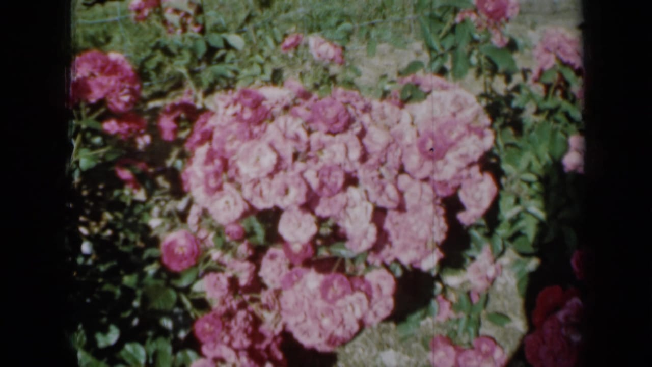 Close view of pink roses and green leaves in a sunny garden.