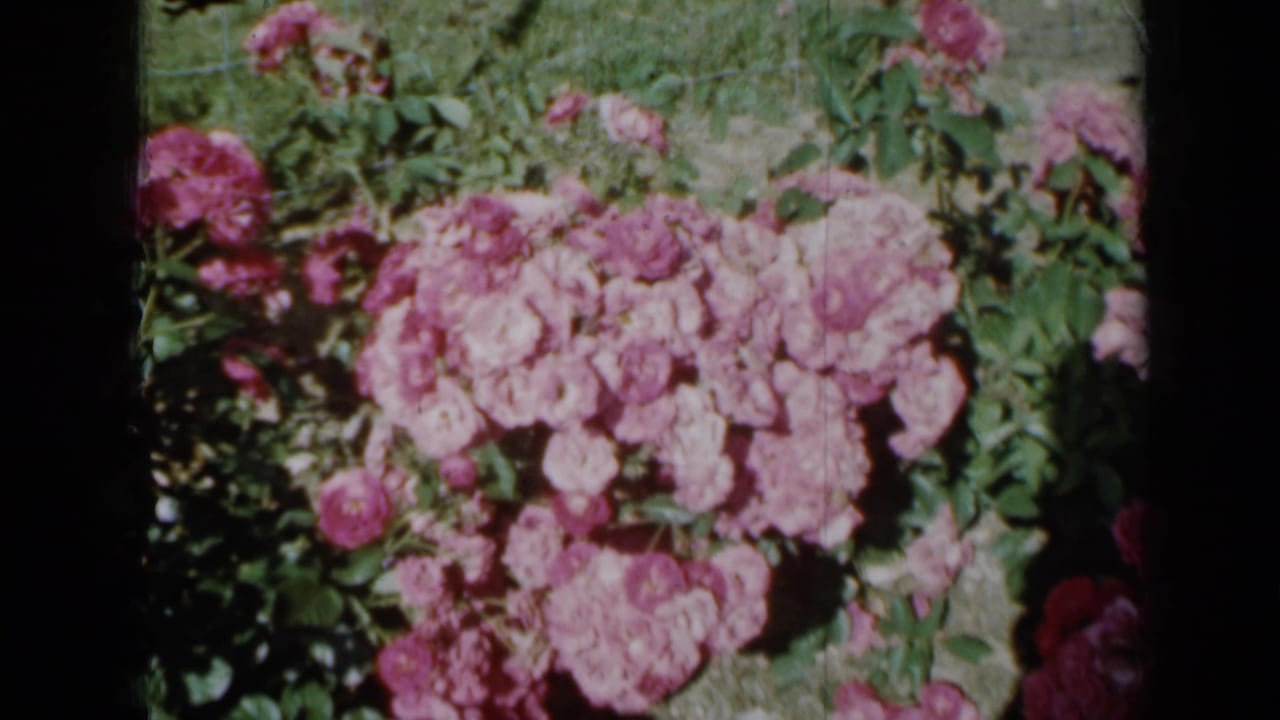 A steady close-up shows clustered pink roses and foliage in a Minnesota garden, with warm color and visible 8mm frame borders.