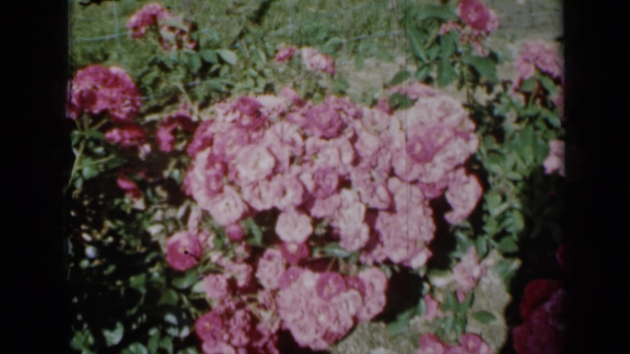 The rose bush remains in close view, showing dense pink blooms, green leaves, grass, and the texture of scanned 8mm home-movie film.