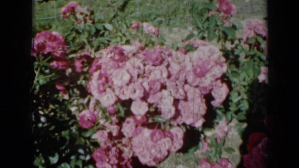The rose bush remains in close view, showing dense pink blooms, green leaves, grass, and the texture of scanned 8mm home-movie film.