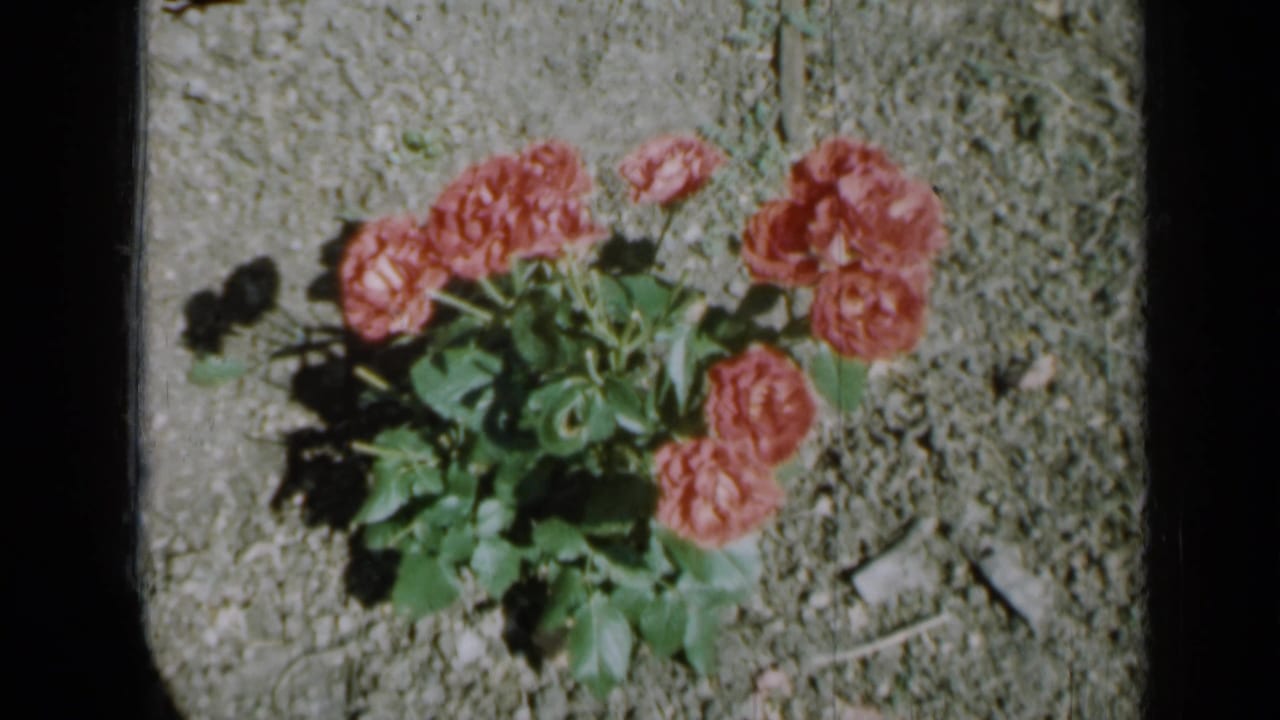 A smaller reddish rose bush appears in sunlit gravel or soil, continuing the 1958 Minnesota garden home-movie sequence.