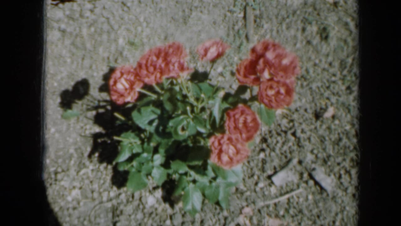 Pink roses and green leaves growing in a sunny garden bed.