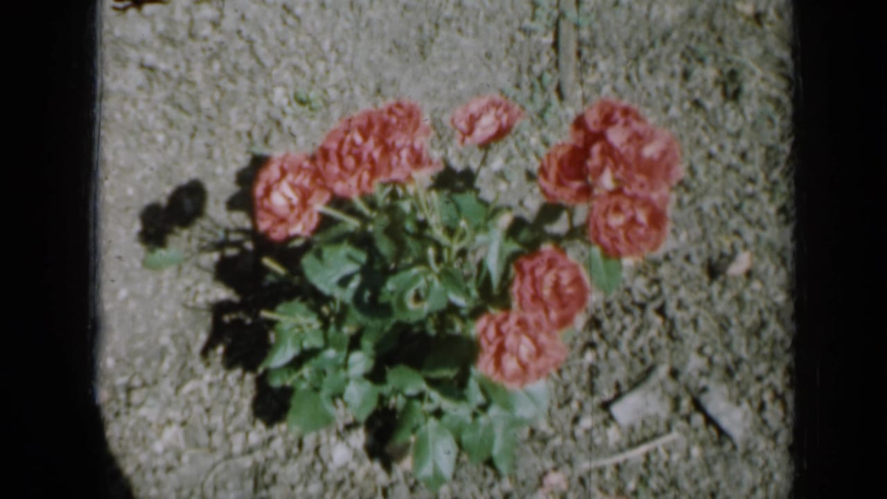 Close view of pink roses with leaves and ground texture around them.