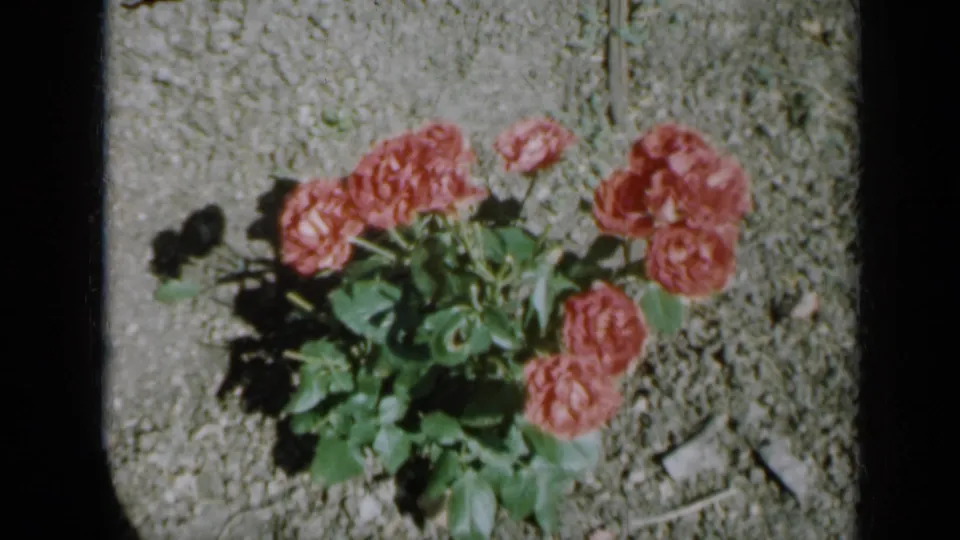 The home-movie frame lingers on pink roses and green leaves in a sunny residential garden setting.