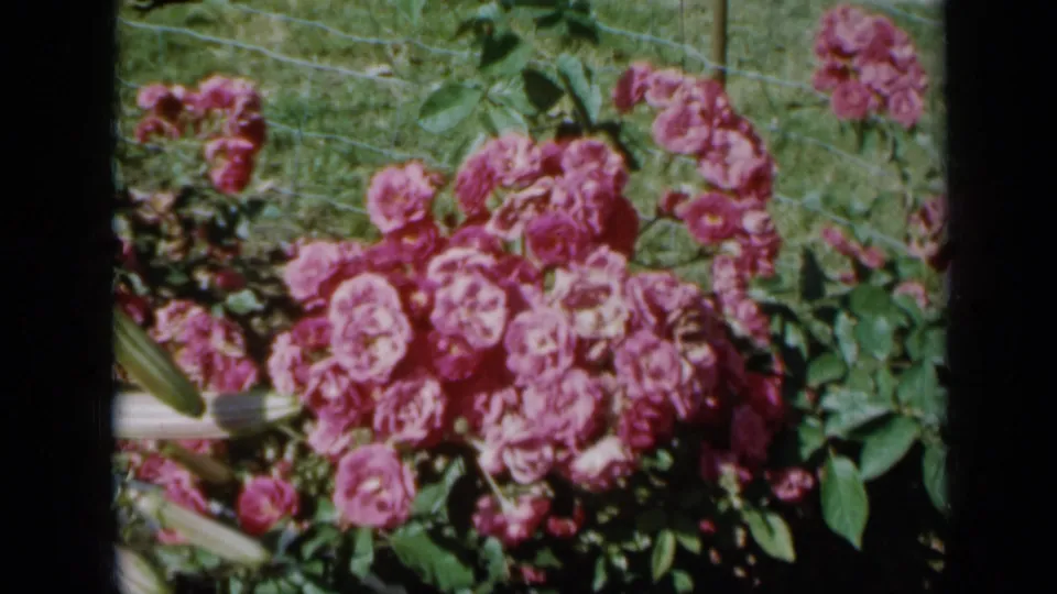 1958 Minnesota garden close-up showing clusters of pink roses, leaves, wire fencing, and a sunlit grassy yard.