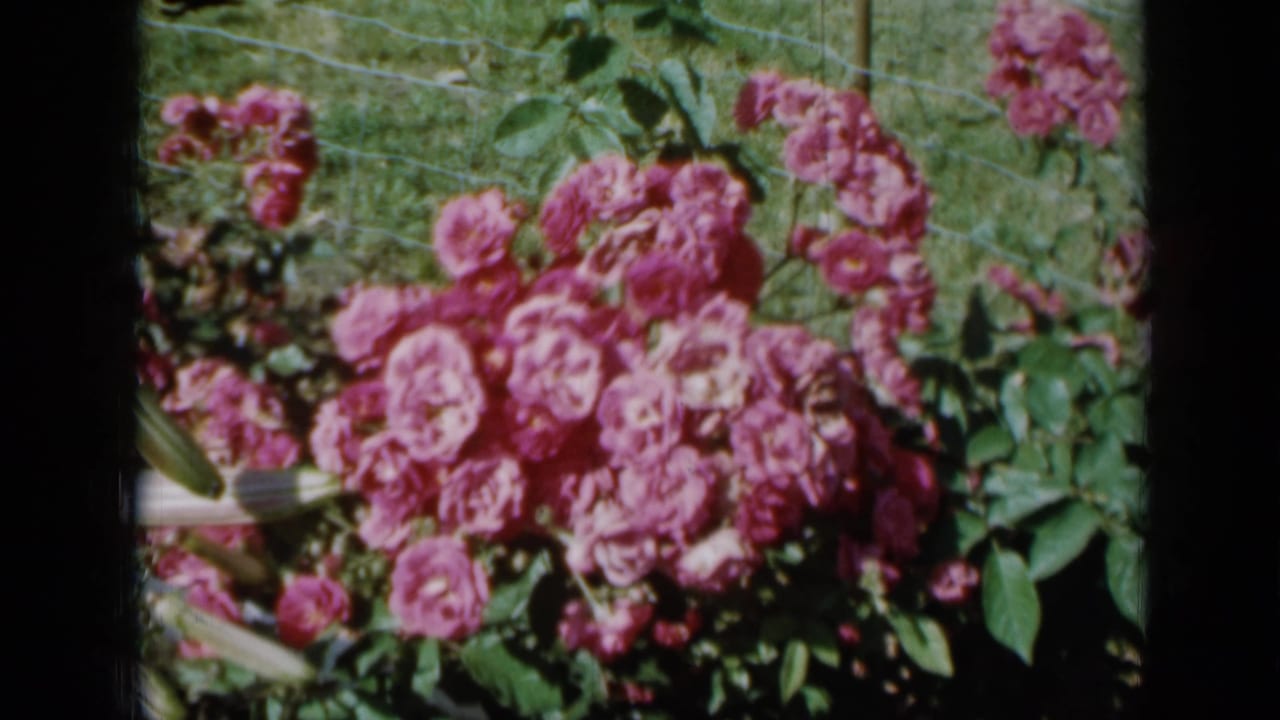 Pink roses blooming beside green foliage and a wire fence.