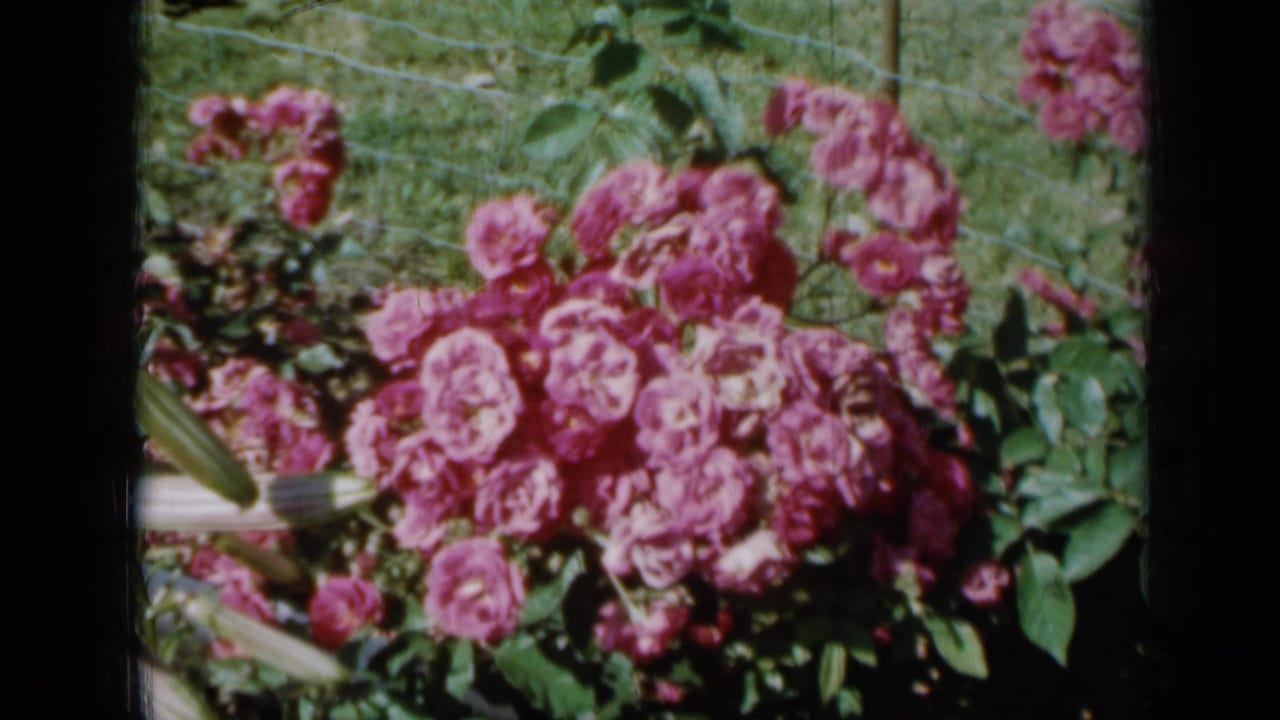 Close view of pink rose clusters with leaves and fence in the background.