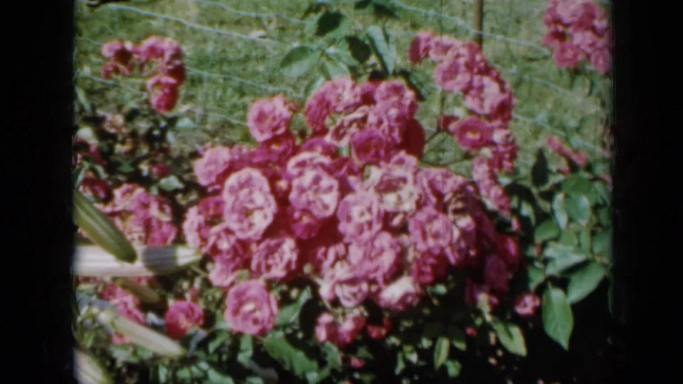 Pink rose blossoms and leaves remain centered in the 1958 Minnesota garden footage, with a fence crossing the background.