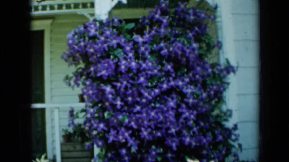A dense purple flowering vine climbs near a white Minnesota house exterior, with window or porch details partly visible.