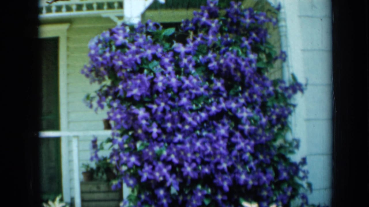 Purple clematis vine blooming beside a light-colored porch and window.
