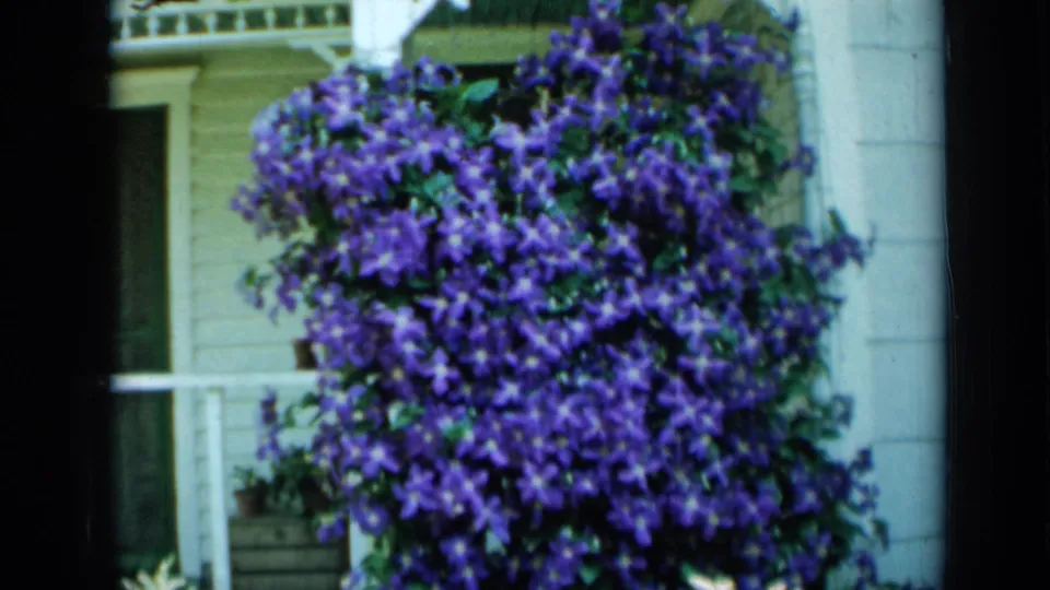 1958 Minnesota home-movie frame of purple clematis flowers filling the view beside pale siding, porch trim, and a planter box.