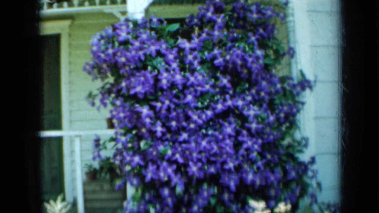 A dense purple clematis vine dominates this 1958 Minnesota porch view, with pale siding, white trim, and greenery behind it.