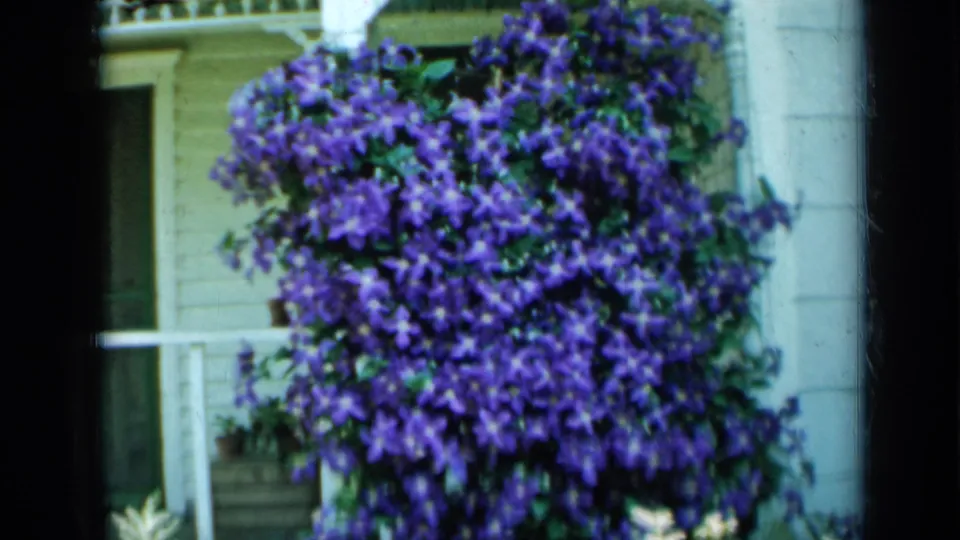 A dense purple clematis vine dominates this 1958 Minnesota porch view, with pale siding, white trim, and greenery behind it.
