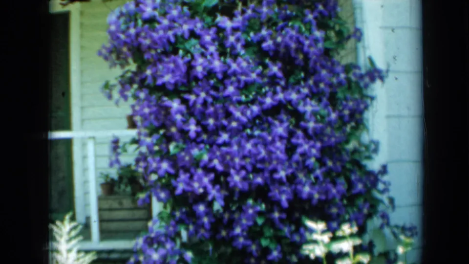 The 8mm frame shows purple clematis blossoms cascading across a Minnesota house porch, with railing, planter box, and pale siding visible.