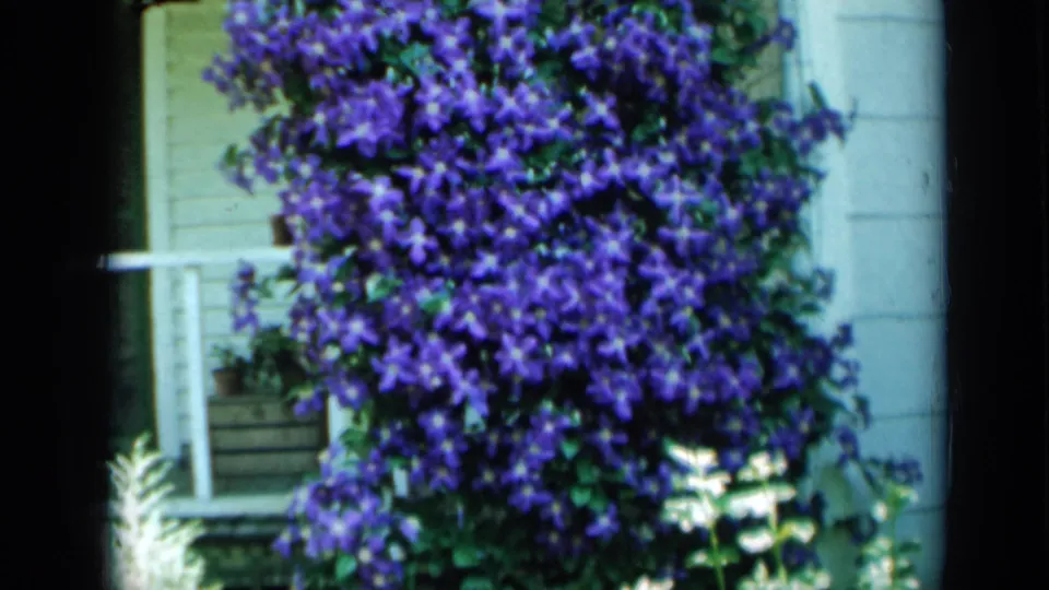 A close 1958 Minnesota home-movie view centers on purple clematis blooms against pale house siding, porch trim, and shadowed window detail.