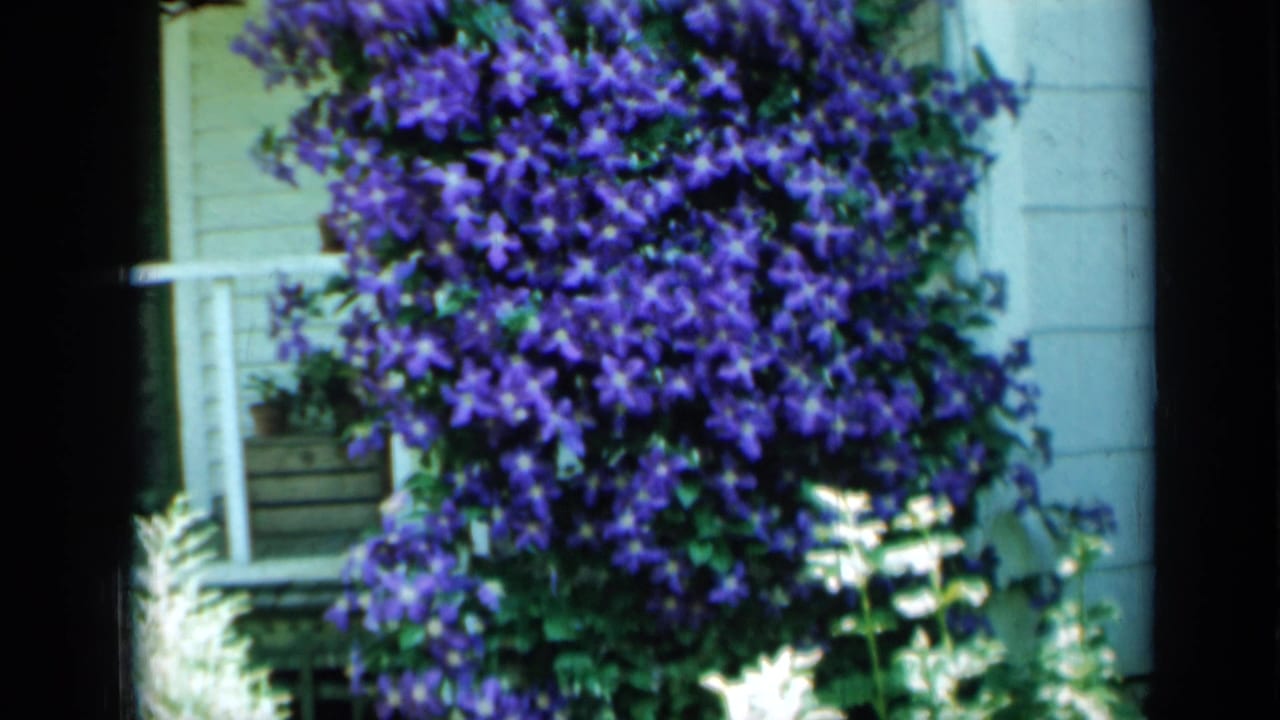 1958 Minnesota 8mm frame showing dense purple flowers and green foliage against a white house wall near a window.