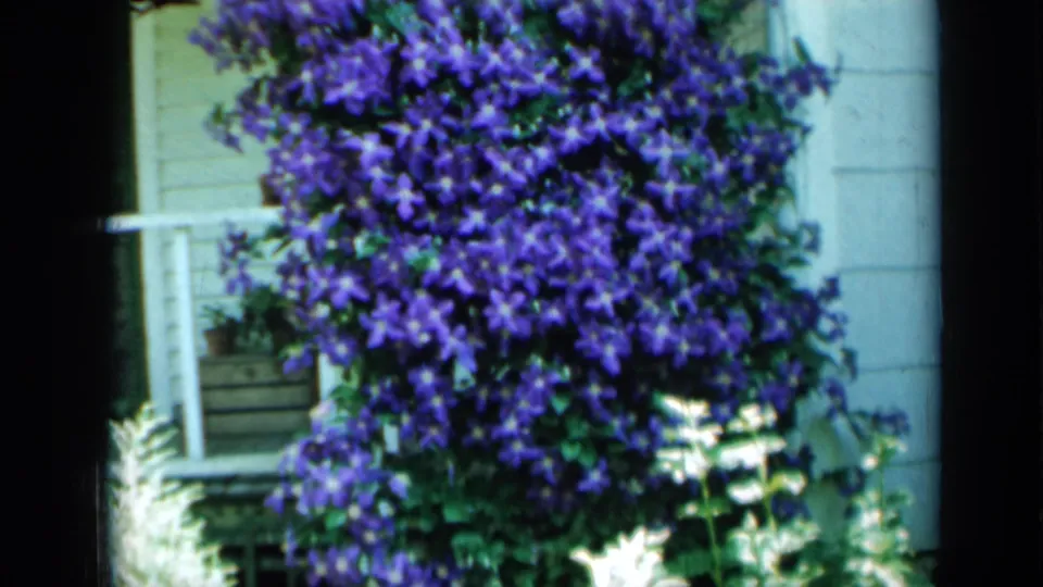 1958 Minnesota 8mm frame showing dense purple flowers and green foliage against a white house wall near a window.