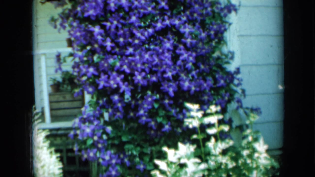 Purple flowering vine and white blossoms beside a house window.