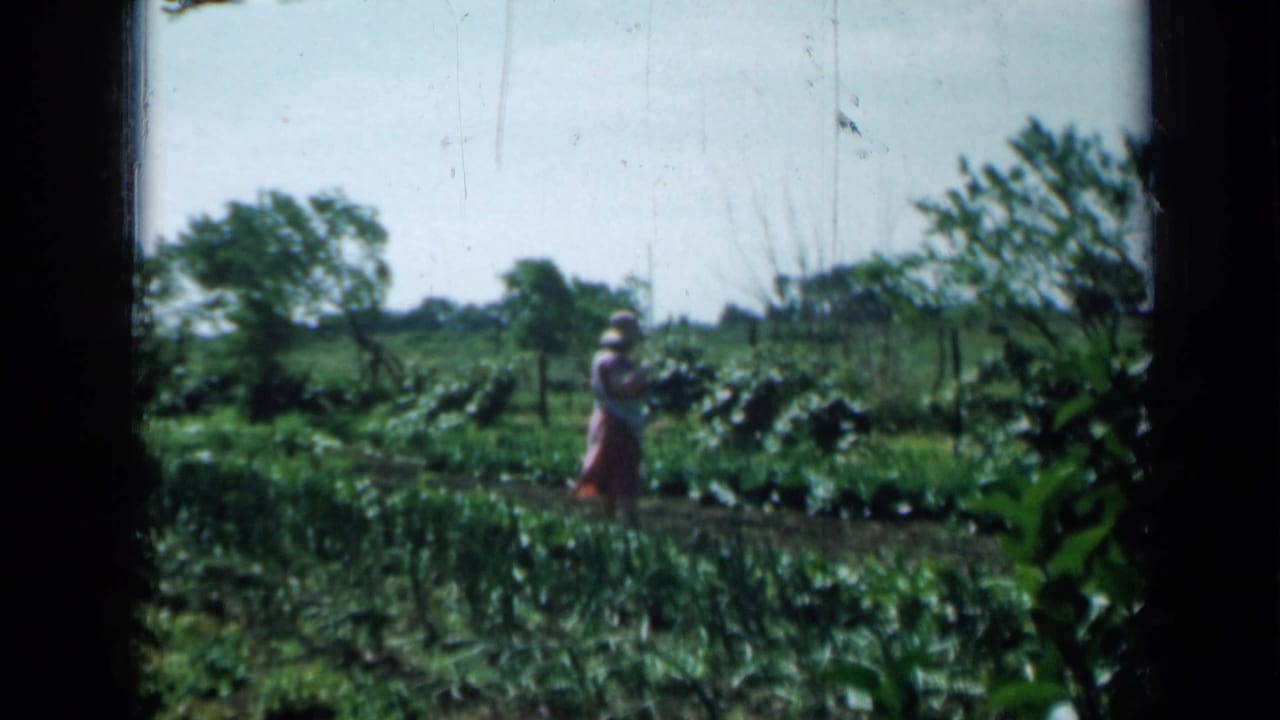 Woman in a hat walking among rows of leafy garden plants under a bright sky.