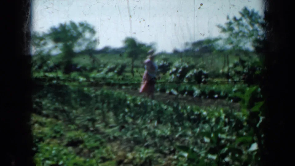 1958 Minnesota home-movie view of a woman in a garden, framed across rows of crops and surrounding greenery.