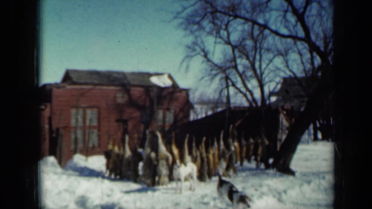 Snowy yard with hanging harvested game, a small white dog, bare trees, and a red brick house.