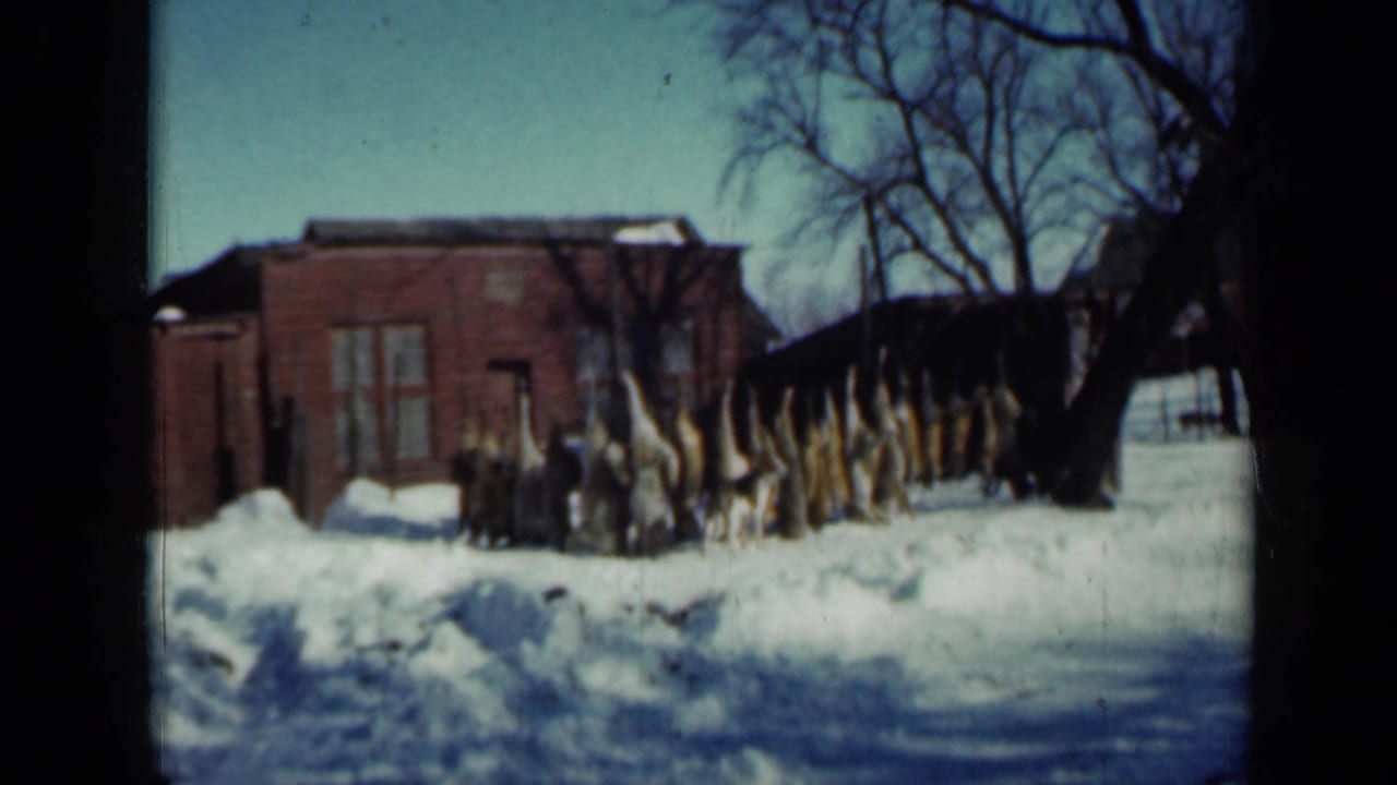 Corn stalks standing in snow beside a red brick building.
